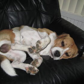 beagle shailo