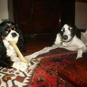 Dit is mijn cavalier Duco met zijn vriendin Twiggy die tot zijn…