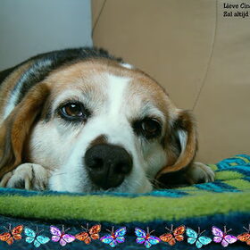 lieve Cindy!!