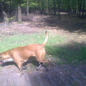 in het bos