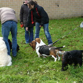 hier zijn ze weer se, Wannes..Trees en Marie , de Basset trio