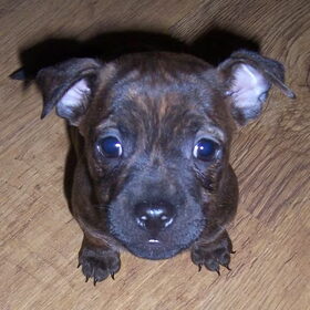 Denver Franse Bulldog/Jack Russell