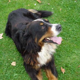 Senna, de hond van mijn moeder, ook onlangs overleden :(