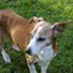 Toska, mijn hondje toen ik nog bij mama woonde, ook overleden…