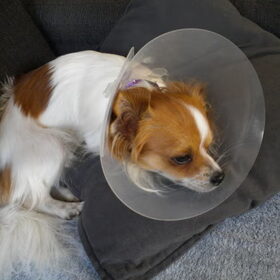 Chip na castratie, ocharme zielig hoopje ellende