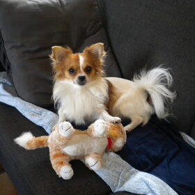Hondenfoto van Veerle & Chipke