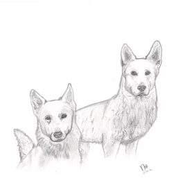 De honden van Angela en Michel door mij getekend