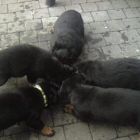 Lekker eten met zn alle :) (er ontbreken alleen 2 pups)