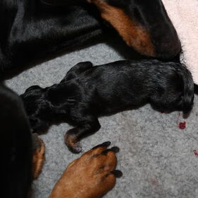 Eerste pup