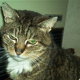 RIP Piekeltje, onze kat van 23 jaar, ik mis ze nog steeds, zo'n…
