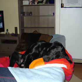 Hondenfoto van gj rocky labradors 