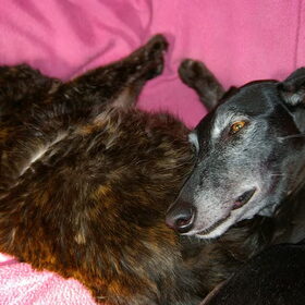 Pixie en Uncas