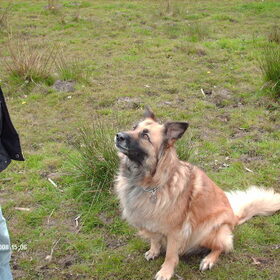 misty zit te wachten op de bal