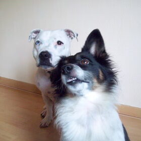 Hondenfoto van Claudia, Andor en Deamon