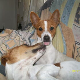 Hondenfoto van nora jazzy en poppy