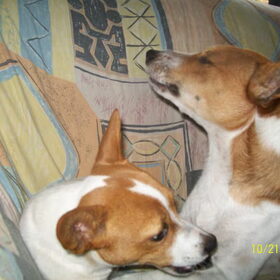 Hondenfoto van nora jazzy en poppy