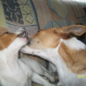 Hondenfoto van nora jazzy en poppy
