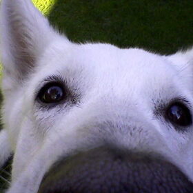 Close-up