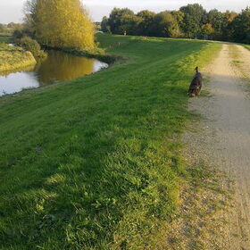 Hondenfoto van Juut & Brownie 