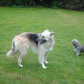 Hondenfoto van liesbeth,Turbo,Luna, Levi en Faith