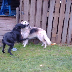 Hondenfoto van liesbeth,Turbo,Luna, Levi en Faith