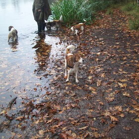 kooiker wandeling chaam