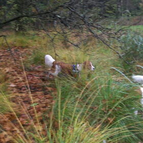 kooiker wandeling chaam