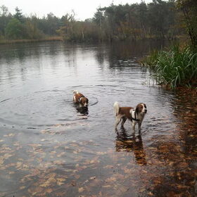 kooiker wandeling chaam