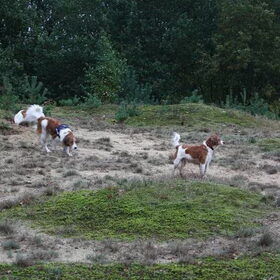 kooiker wandeling chaam
