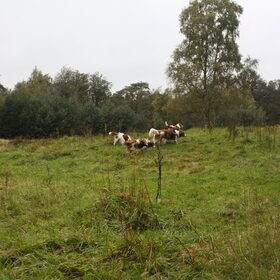 kooiker wandeling chaam