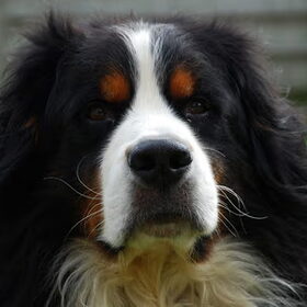 hallo, mijn naam is Gizmo,op 29 juli 2008 word ik 8 jaar.