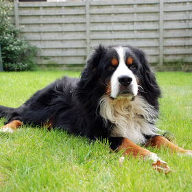 hallo, mijn naam is Gizmo. Ik ben een berner sennen en wordt 8…