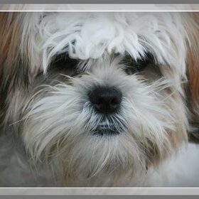 Hondenfoto van .....