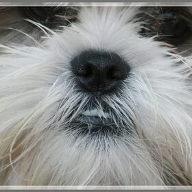 Hondenfoto van .....