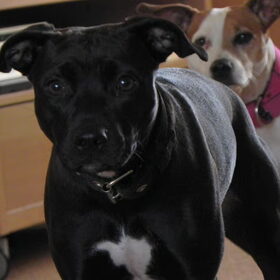 Hondenfoto van priscilla & C.S.C
