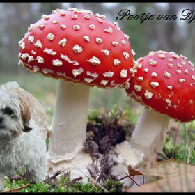 Hondenfoto van .....