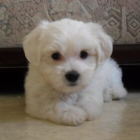 dit is onze nieuwe puppy Emma na veel verdriet van onze vorige…
