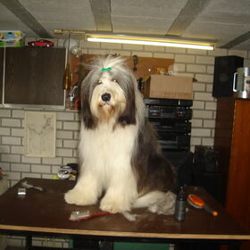 Ik ben Duuk, 16 maanden oud en ik doe een mooie hond na