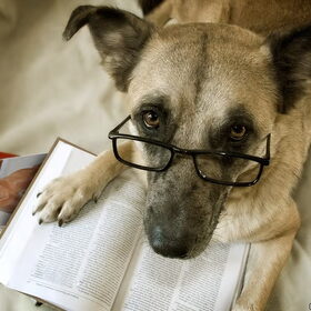 Ben alles aan het bestuderen over honden