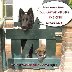 Angel of Wassenaer; Moederhond Angel samen met haar dochter…