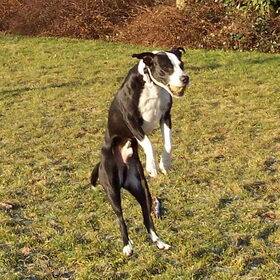 Spike pikt een tennisbal uit de lucht... Ik vind net of hij aan…