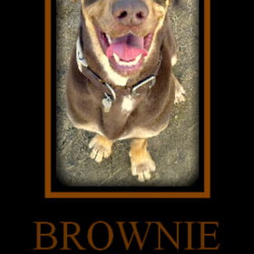 Hondenfoto van Juut & Brownie 