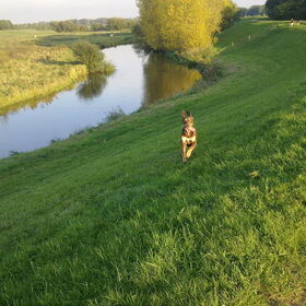 Hondenfoto van Juut & Brownie 