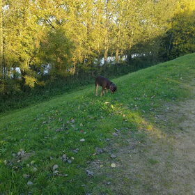 Hondenfoto van Juut & Brownie 