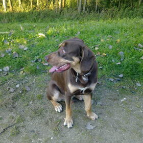 Hondenfoto van Juut & Brownie 