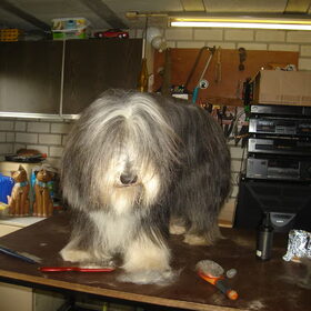 Pluis