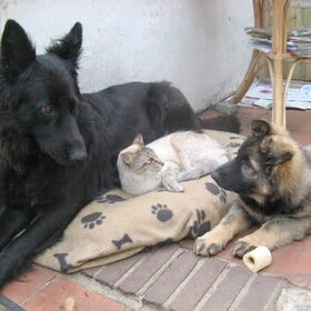 Angel en Aiki samen met de kater Sinjo ertussen. Wat een…