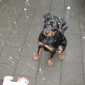 Hondenfoto van Yutha 