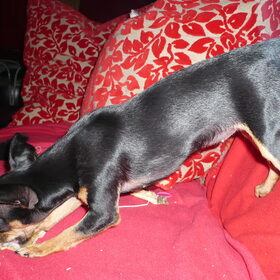 .....and I've been working like a dog.