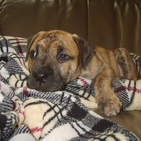 bickel 8wk